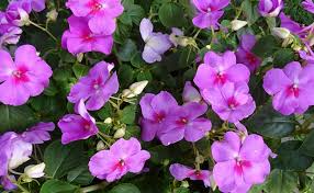 Fleurs d'impatience représentant  l'internaute en recherche de bonnes réponses à ses requêtes