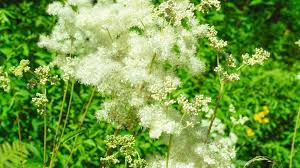 Reine des prés, fleur reine des contenus digitaux