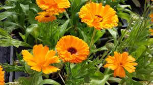 Fleurs de souucio orange