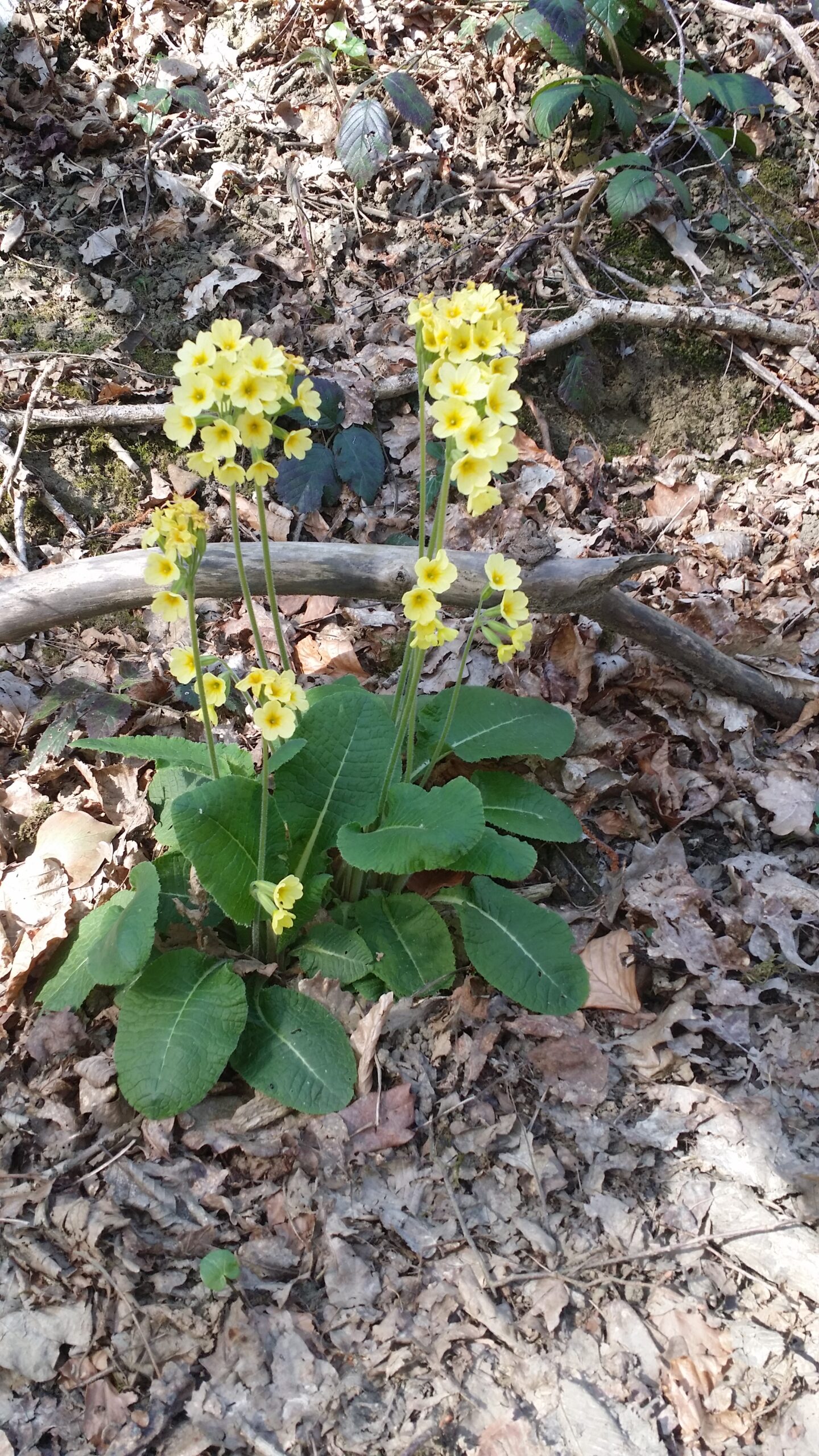 Coucou ou primevère officinale dans les bois
