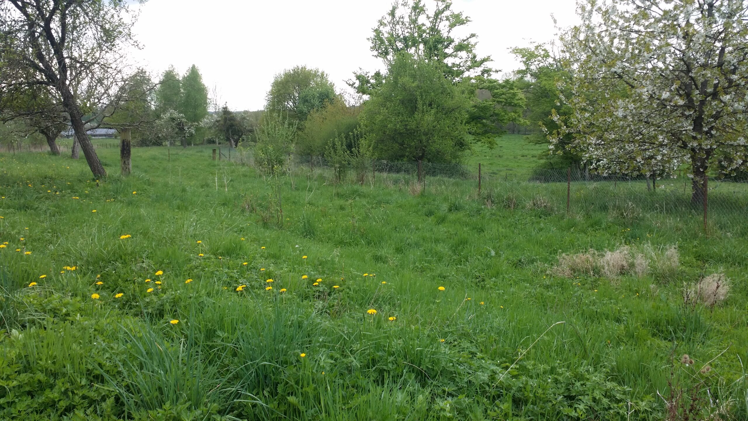 Chez moi dans mon grand terrain