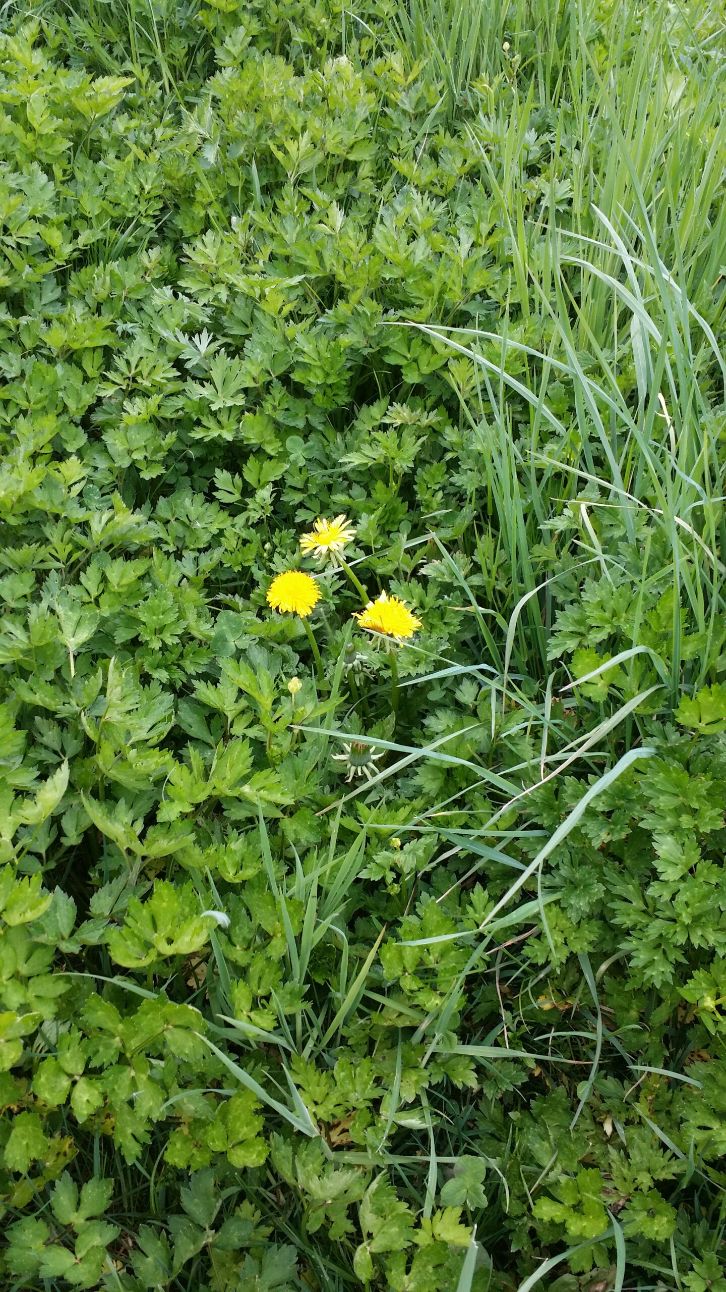 Ficaire pour la naturopathie