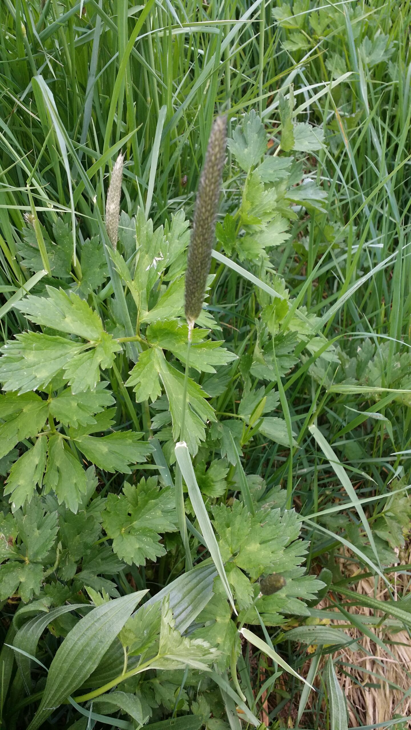 Lamier pourpre pour la naturopathie
